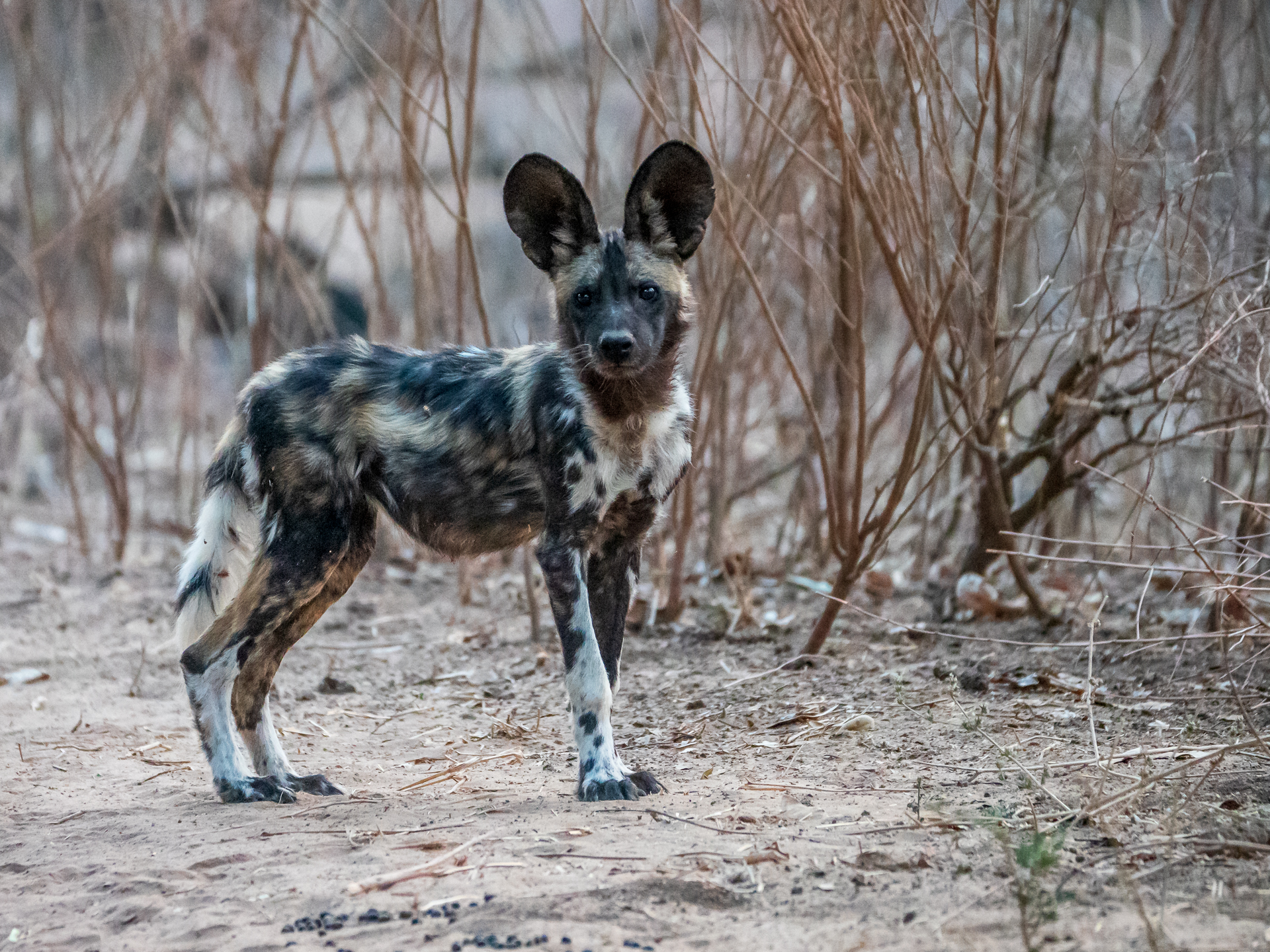 Mana Pools 2018 (6 of 16)