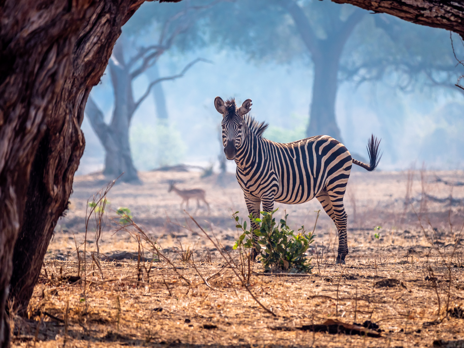 Mana Pools 2018 (9 of 16)