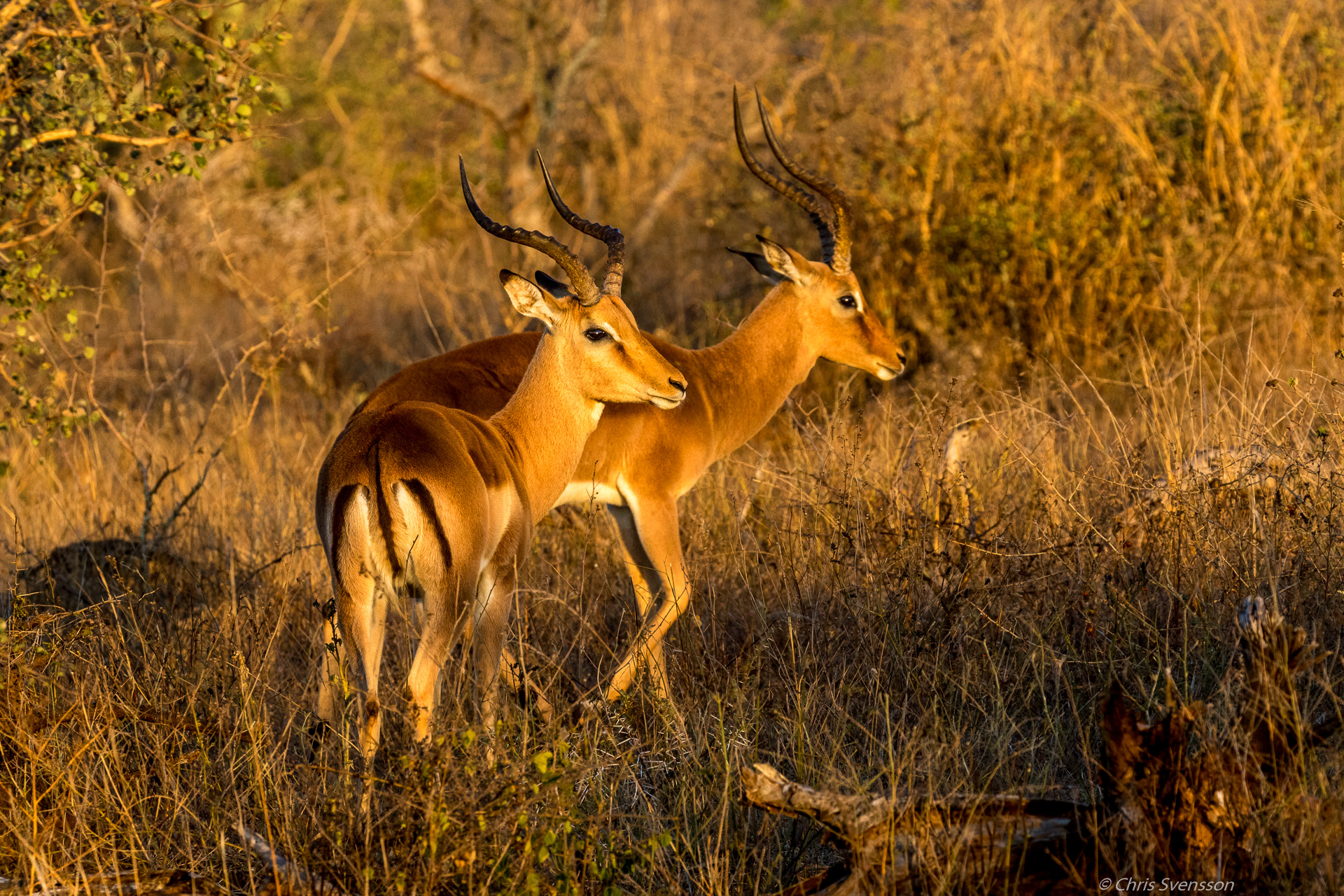 South Afrika-1