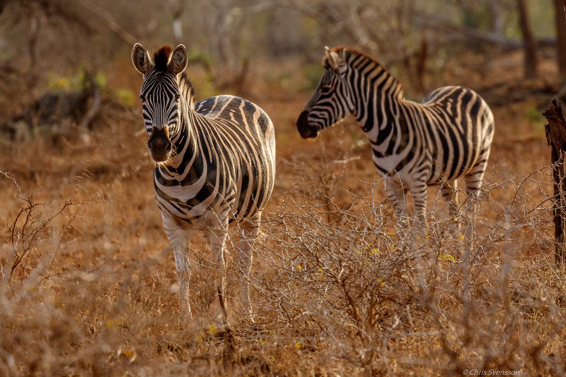 South Afrika-4