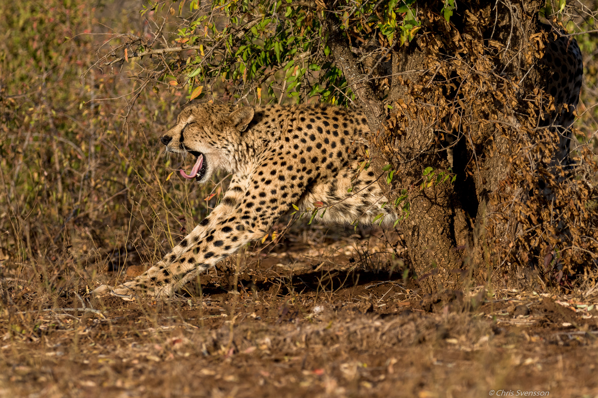 South Afrika-5