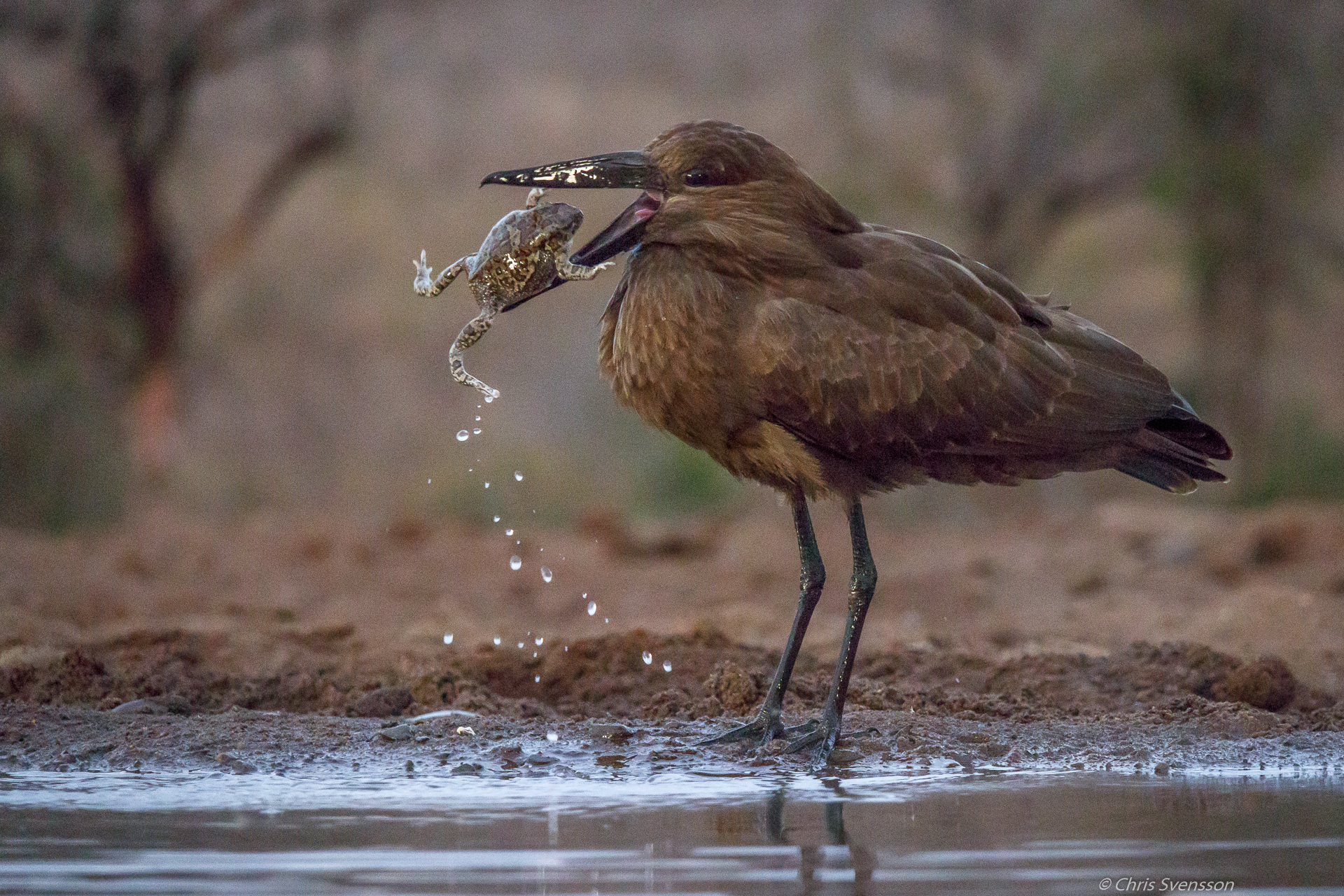 South Afrika-8