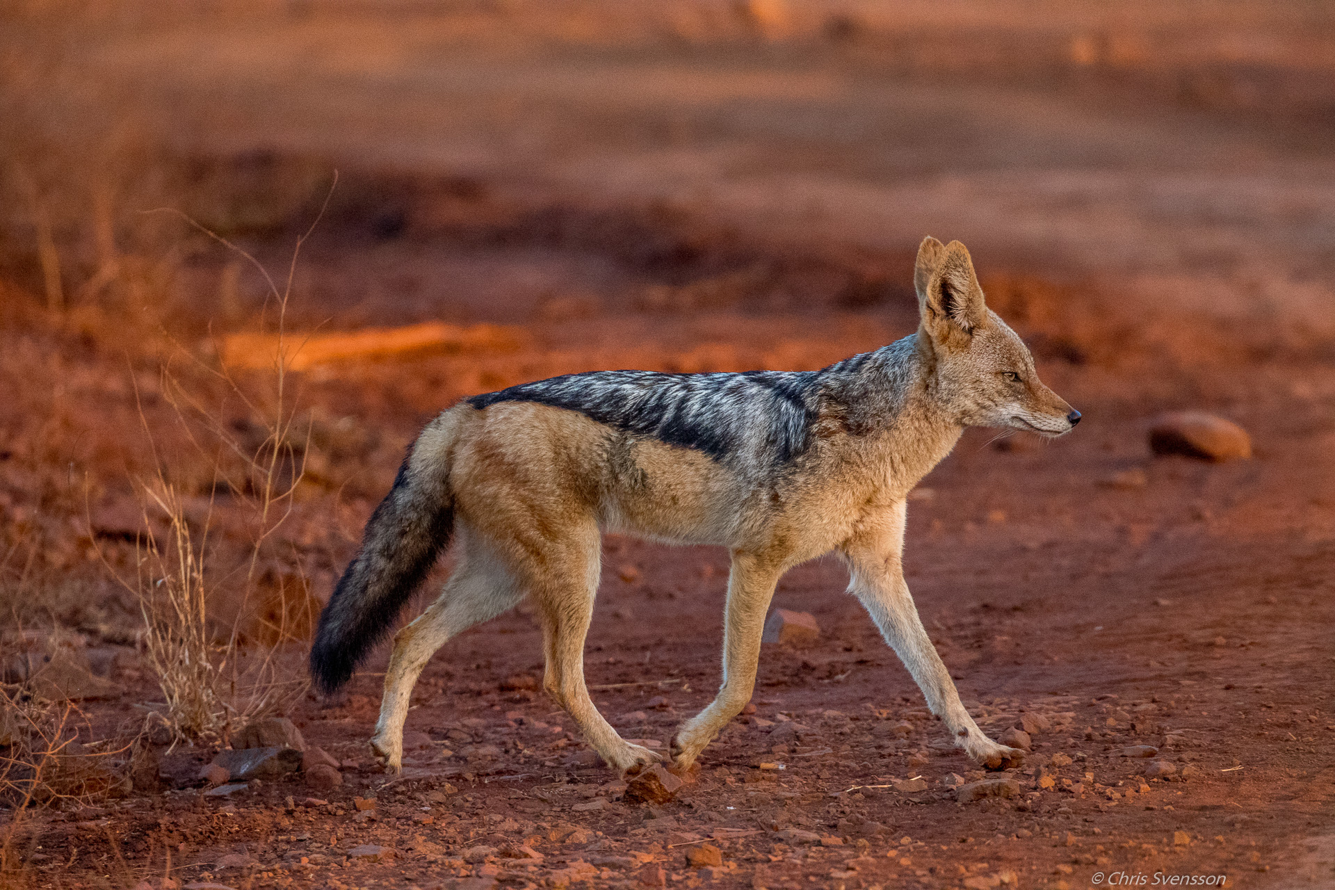 South Afrika-9